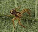 Xysticus_cristatus_D8185_Z_89_Bij afgraving_Nederland